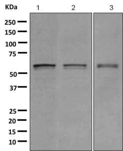 Western blot - Anti-TXNRD1 antibody [EPR10205] - BSA and Azide free (AB249425)
