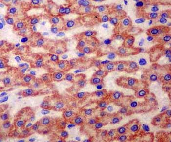 Immunohistochemistry (Formalin/PFA-fixed paraffin-embedded sections) - Anti-TXNRD2 antibody [EPR12480] - BSA and Azide free (AB250196), expandable thumbnail