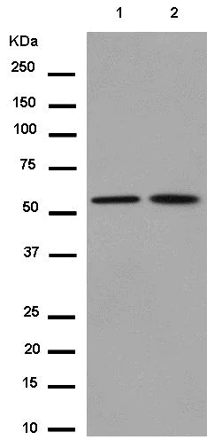 Western blot - Anti-TXNRD2 antibody [EPR12480] - BSA and Azide free (AB250196)