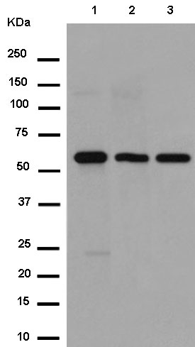 Western blot - Anti-TXNRD2 antibody [EPR12480] - BSA and Azide free (AB250196), expandable thumbnail