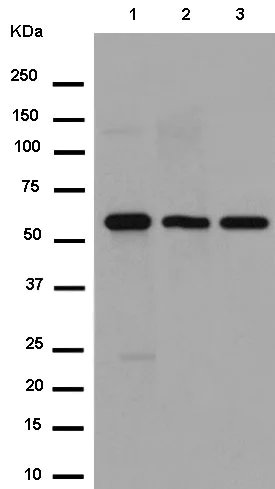 Western blot - Anti-TXNRD2 antibody [EPR12480] - BSA and Azide free (AB250196)