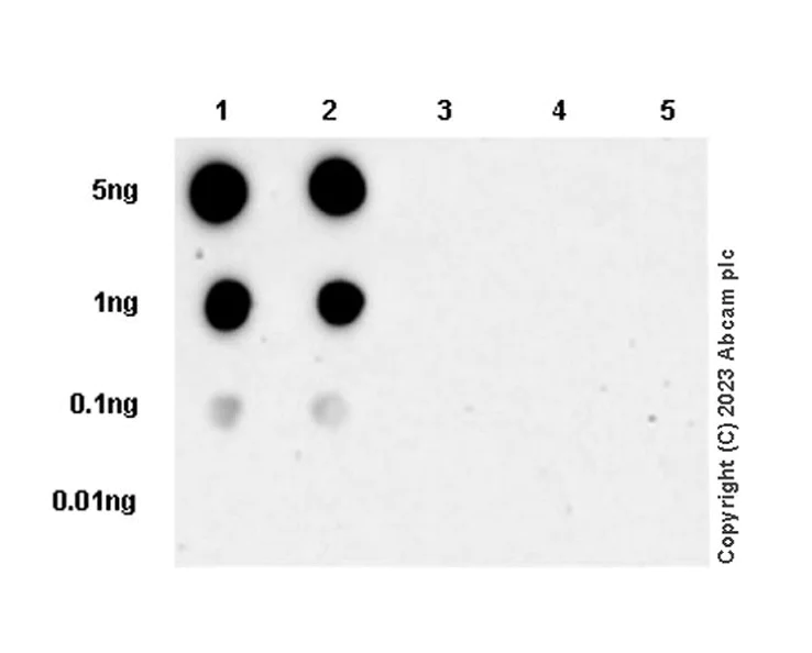 Dot Blot - Anti-TYK2 (phospho Y1054 + Y1055) antibody [EPR28591-25] (AB314878)