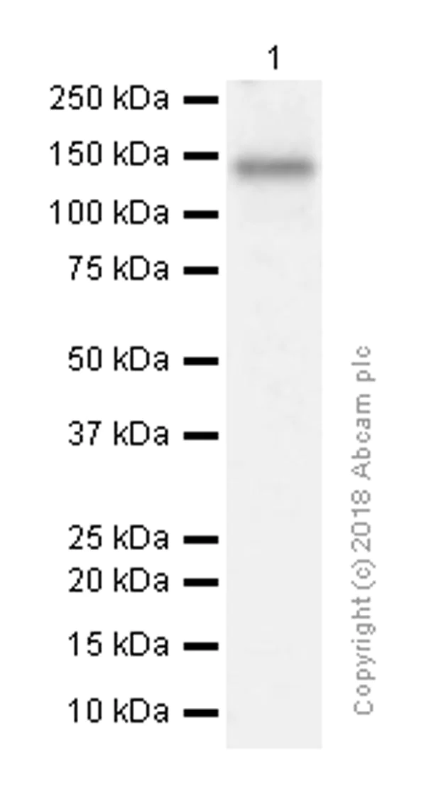 Western blot - Anti-TYRO3 antibody [EPR4308] (AB109231)