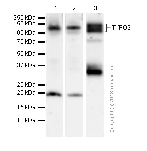 Western blot - Anti-TYRO3 antibody [EPR4308] (AB109231)