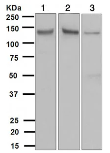 Western blot - Anti-TYRO3 antibody [EPR4308] (AB109231)