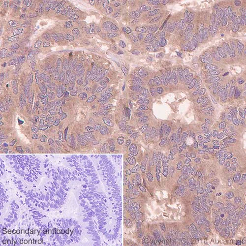 Immunohistochemistry (Formalin/PFA-fixed paraffin-embedded sections) - Anti-TYRO3 antibody [EPR4308] - BSA and Azide free (AB235078)