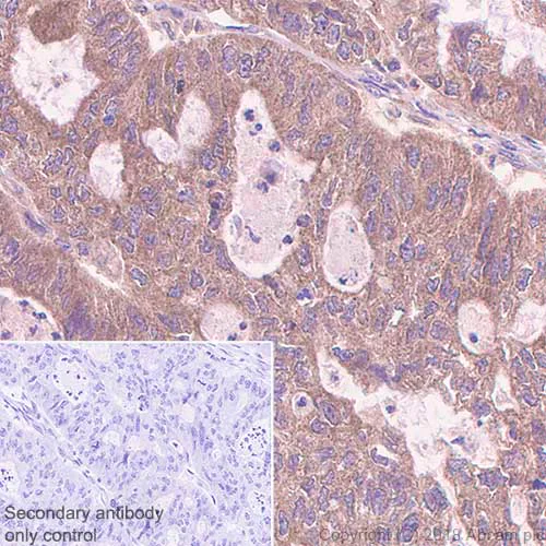 Immunohistochemistry (Formalin/PFA-fixed paraffin-embedded sections) - Anti-TYRO3 antibody [EPR4308] - BSA and Azide free (AB235078)