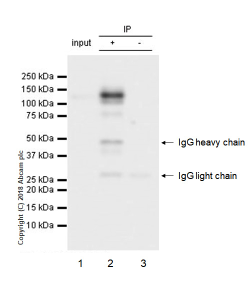 Immunoprecipitation - Anti-TYRO3 antibody [EPR4308] - BSA and Azide free (AB235078), expandable thumbnail