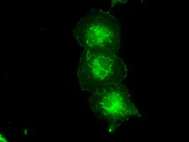 Immunocytochemistry/ Immunofluorescence - Anti-TYRO3 antibody [OTI5B7] (AB117877)