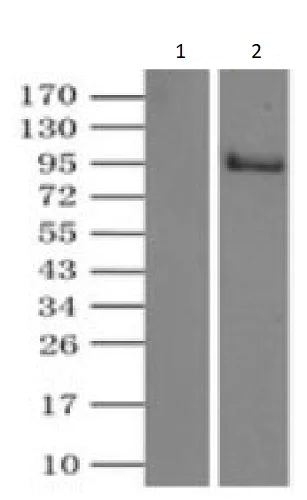Immunoprecipitation - Anti-TYRO3 antibody [OTI5B7] (AB117877)