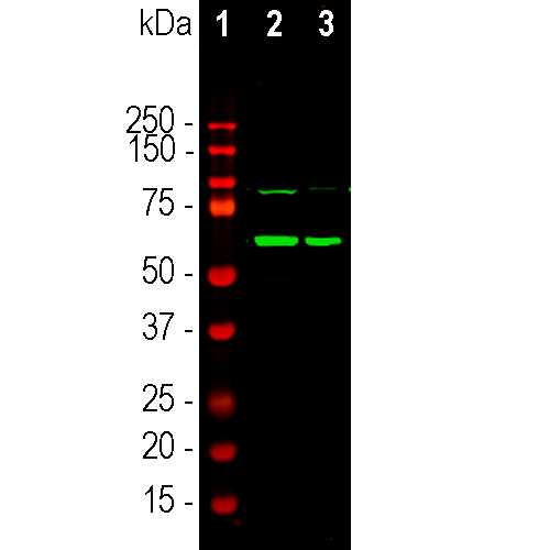 Western blot - Anti-Tyrosine Hydroxylase antibody [4H2] (AB315207), expandable thumbnail