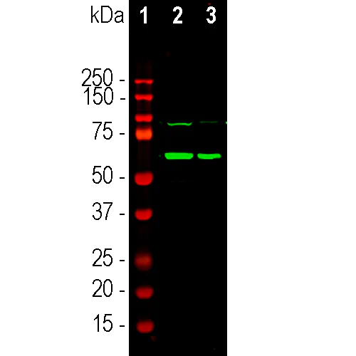 Western blot - Anti-Tyrosine Hydroxylase antibody [4H2] - Neuronal Marker (AB315207)
