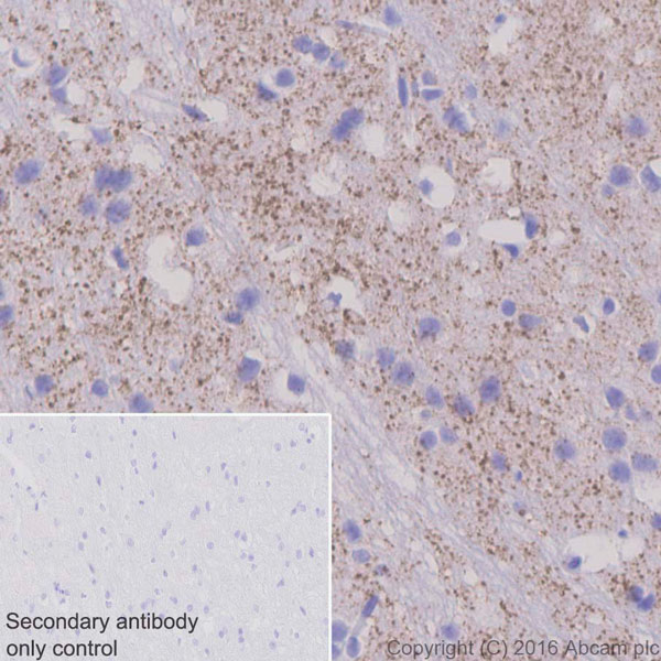 Immunohistochemistry (Formalin/PFA-fixed paraffin-embedded sections) - Anti-Tyrosine Hydroxylase antibody [EP1532Y] - BSA and Azide free (AB220218), expandable thumbnail