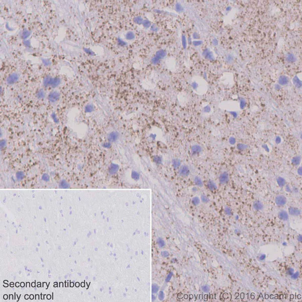 Immunohistochemistry (Formalin/PFA-fixed paraffin-embedded sections) - Anti-Tyrosine Hydroxylase antibody [EP1532Y] - BSA and Azide free (AB220218)