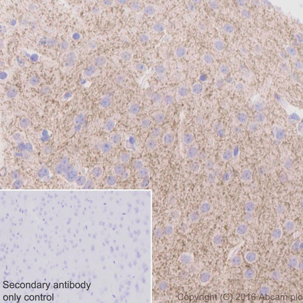 Immunohistochemistry (Formalin/PFA-fixed paraffin-embedded sections) - Anti-Tyrosine Hydroxylase antibody [EP1532Y] - BSA and Azide free (AB220218), expandable thumbnail