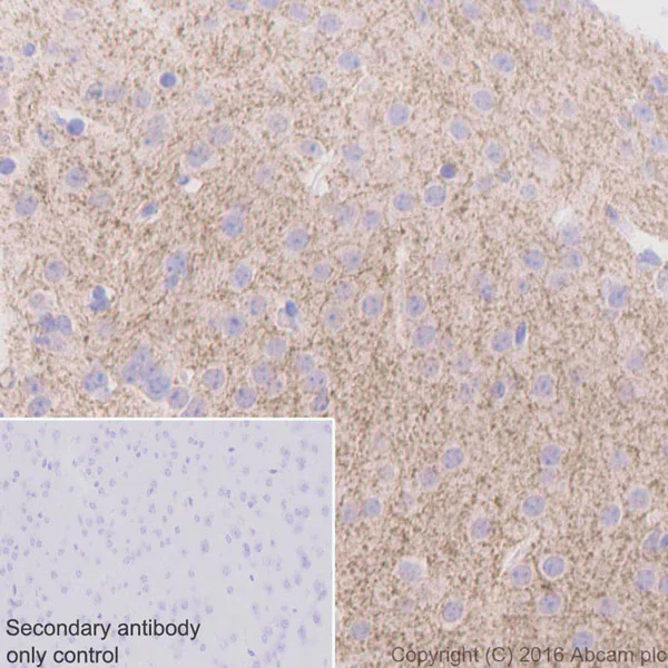 Immunohistochemistry (Formalin/PFA-fixed paraffin-embedded sections) - Anti-Tyrosine Hydroxylase antibody [EP1532Y] - BSA and Azide free (AB220218)