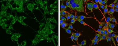 Immunocytochemistry/ Immunofluorescence - Anti-Tyrosine Hydroxylase antibody - Neuronal Marker (AB137721)