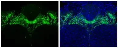 Immunohistochemistry (Formalin/PFA-fixed paraffin-embedded sections) - Anti-Tyrosine Hydroxylase antibody - Neuronal Marker (AB137721)
