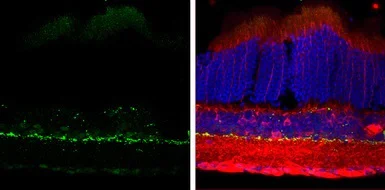 Immunohistochemistry (Frozen sections) - Anti-Tyrosine Hydroxylase antibody - Neuronal Marker (AB137721)