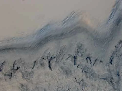 Immunohistochemistry (PFA perfusion fixed frozen sections) - Anti-Tyrosine Hydroxylase antibody - Neuronal Marker (AB137721)