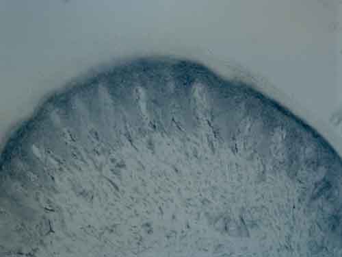 Immunohistochemistry (PFA perfusion fixed frozen sections) - Anti-Tyrosine Hydroxylase antibody - Neuronal Marker (ab137721), expandable thumbnail