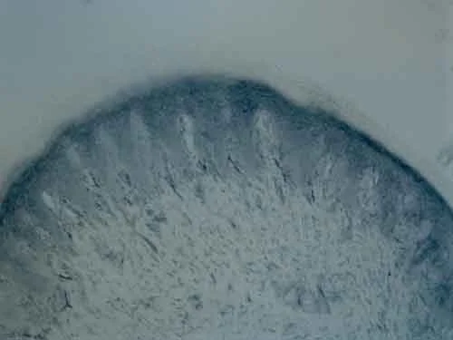 Immunohistochemistry (PFA perfusion fixed frozen sections) - Anti-Tyrosine Hydroxylase antibody - Neuronal Marker (AB137721)