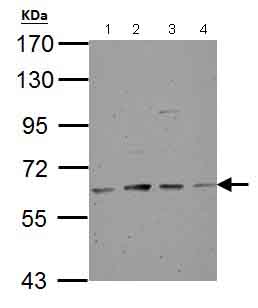 Western blot - Anti-Tyrosine Hydroxylase antibody - Neuronal Marker (AB137721), expandable thumbnail