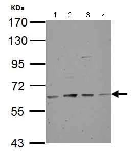 Western blot - Anti-Tyrosine Hydroxylase antibody - Neuronal Marker (AB137721)