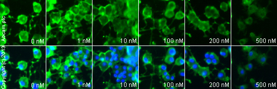 Immunocytochemistry/ Immunofluorescence - Anti-Tyrosine Hydroxylase antibody (AB6211), expandable thumbnail