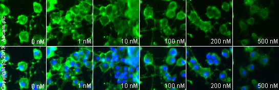 Immunocytochemistry/ Immunofluorescence - Anti-Tyrosine Hydroxylase antibody - Neuronal Marker (AB6211)
