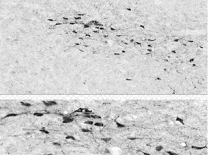 Immunohistochemistry (PFA perfusion fixed frozen sections) - Anti-Tyrosine Hydroxylase antibody (AB6211), expandable thumbnail
