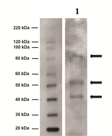 Western blot - Anti-Tyrosine Hydroxylase antibody - Neuronal Marker (AB6211)