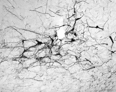 Immunohistochemistry - Free Floating - Anti-Tyrosine Hydroxylase antibody - Neuronal Marker (AB76442)