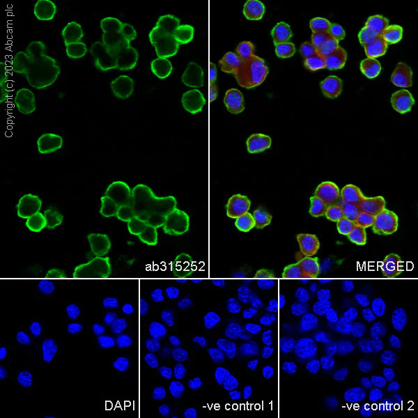 Immunocytochemistry/ Immunofluorescence - Anti-Tyrosine Hydroxylase antibody [RM1085] - BSA and Azide free (AB315253)