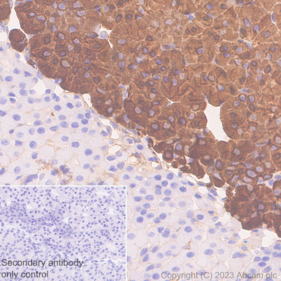 Immunohistochemistry (Formalin/PFA-fixed paraffin-embedded sections) - Anti-Tyrosine Hydroxylase antibody [RM1085] - BSA and Azide free (ab315253), expandable thumbnail