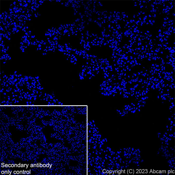 Immunohistochemistry (Frozen sections) - Anti-Tyrosine Hydroxylase antibody [RM1085] - BSA and Azide free (ab315253), expandable thumbnail