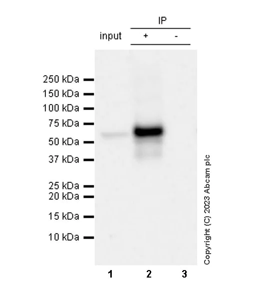 Immunoprecipitation - Anti-Tyrosine Hydroxylase antibody [RM1085] - BSA and Azide free (AB315253)