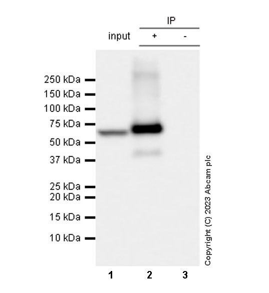 Immunoprecipitation - Anti-Tyrosine Hydroxylase antibody [RM1085] - BSA and Azide free (AB315253), expandable thumbnail