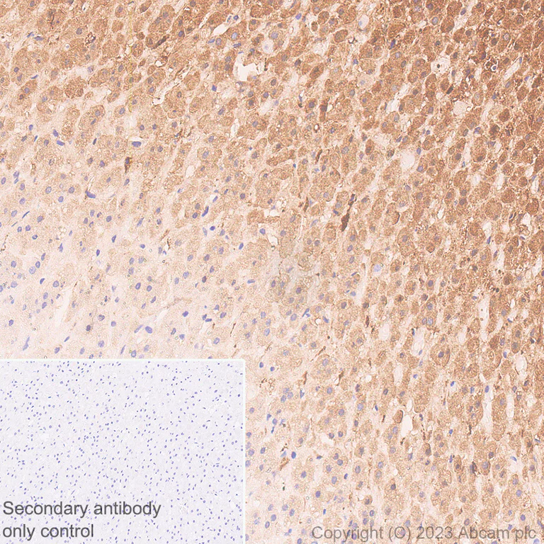 Immunohistochemistry (Formalin/PFA-fixed paraffin-embedded sections) - Anti-Tyrosine Hydroxylase antibody [RM1085] - Neuronal Marker (AB315252)