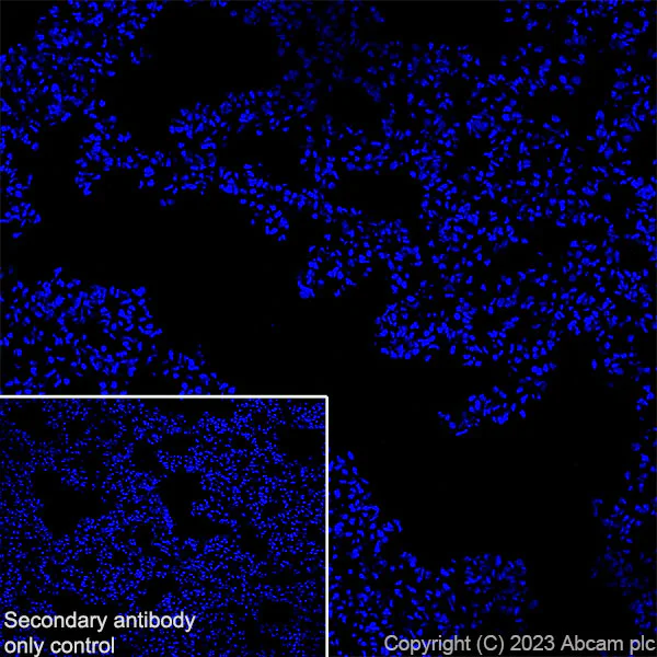 Immunohistochemistry (Frozen sections) - Anti-Tyrosine Hydroxylase antibody [RM1085] - Neuronal Marker (AB315252)