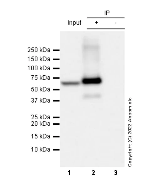 Immunoprecipitation - Anti-Tyrosine Hydroxylase antibody [RM1085] - Neuronal Marker (AB315252)