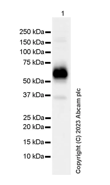Western blot - Anti-Tyrosine Hydroxylase antibody [RM1085] - Neuronal Marker (AB315252)