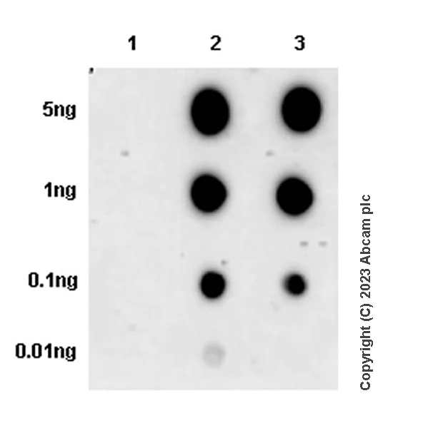 Dot Blot - Anti-Tyrosine Hydroxylase (phospho S31) antibody [EPR26192-116] (AB314484)