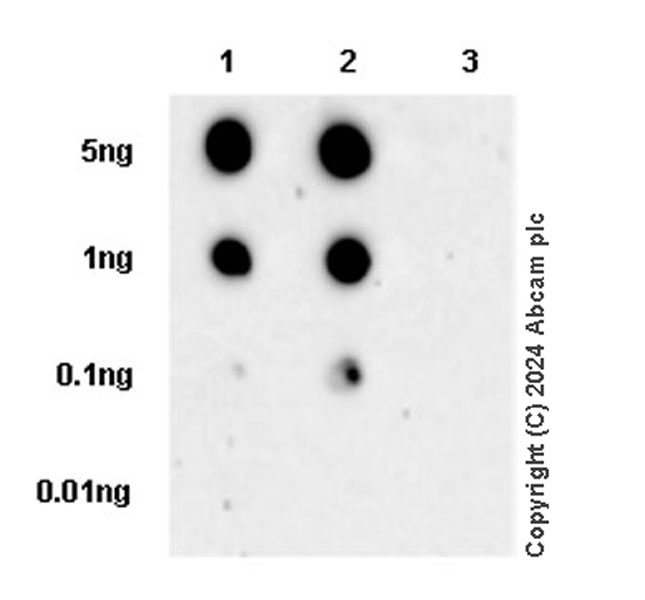 Dot Blot - Anti-Tyrosine Hydroxylase (phospho S40) antibody [EPR26191-5] (ab316310), expandable thumbnail
