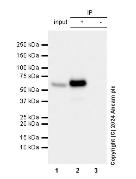Immunoprecipitation - Anti-Tyrosine Hydroxylase (phospho S40) antibody [EPR26191-5] (AB316310), expandable thumbnail