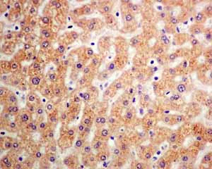 Immunohistochemistry (Formalin/PFA-fixed paraffin-embedded sections) - Anti-Tyrosyl tRNA synthetase/TyrRS antibody [EPR9926(B)] (AB150429)