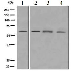 Western blot - Anti-Tyrosyl tRNA synthetase/TyrRS antibody [EPR9926(B)] (AB150429)