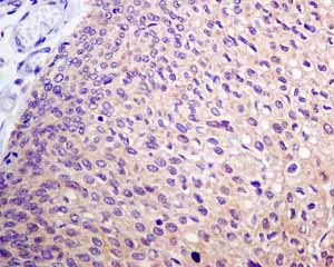 Immunohistochemistry (Formalin/PFA-fixed paraffin-embedded sections) - Anti-Tyrosyl tRNA synthetase/TyrRS antibody [EPR9926(B)] - BSA and Azide free (AB248985)