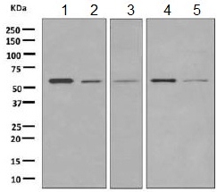 Western blot - Anti-Tyrosyl tRNA synthetase/TyrRS antibody [EPR9927] - BSA and Azide free (AB249125), expandable thumbnail