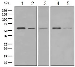 Western blot - Anti-Tyrosyl tRNA synthetase/TyrRS antibody [EPR9927] - BSA and Azide free (AB249125)